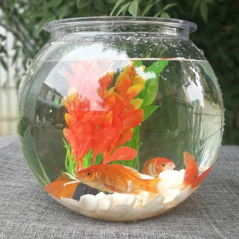 Planted Aquarium For Goldfish - Mangkuk Ikan Mas Desktop Transparan Plastik