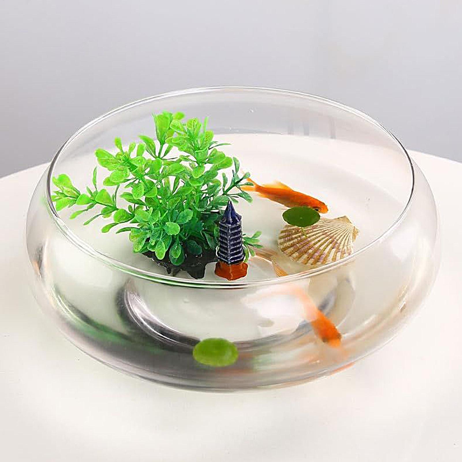 Planted Aquarium For Goldfish - Mangkuk Kaca Ikan Pot Bunga Hidroponik