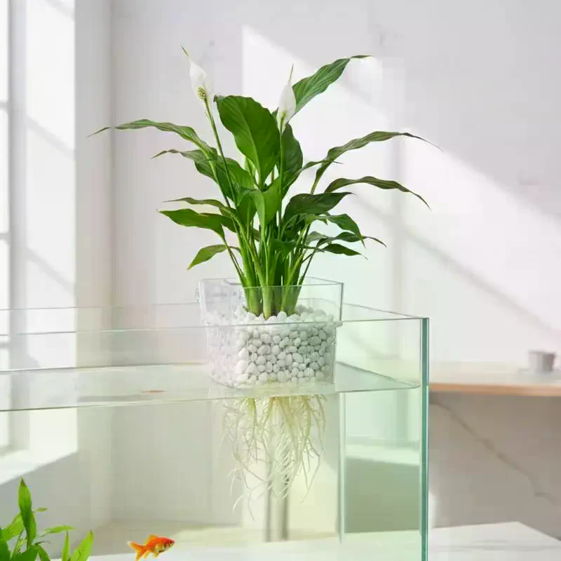 Cangkir Tanaman Akuarium 2 5 1 - Aquarium Plant Roots ulasan dan harga