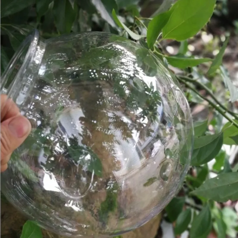 Mangkuk Ikan Mas Desktop Trans - Planted Aquarium For Goldfish ulasan dan harga