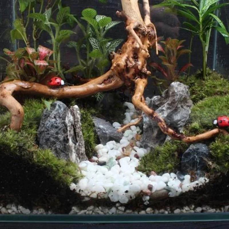Pohon alami kayu apung akuariu - Aquarium Plant Roots ulasan dan harga