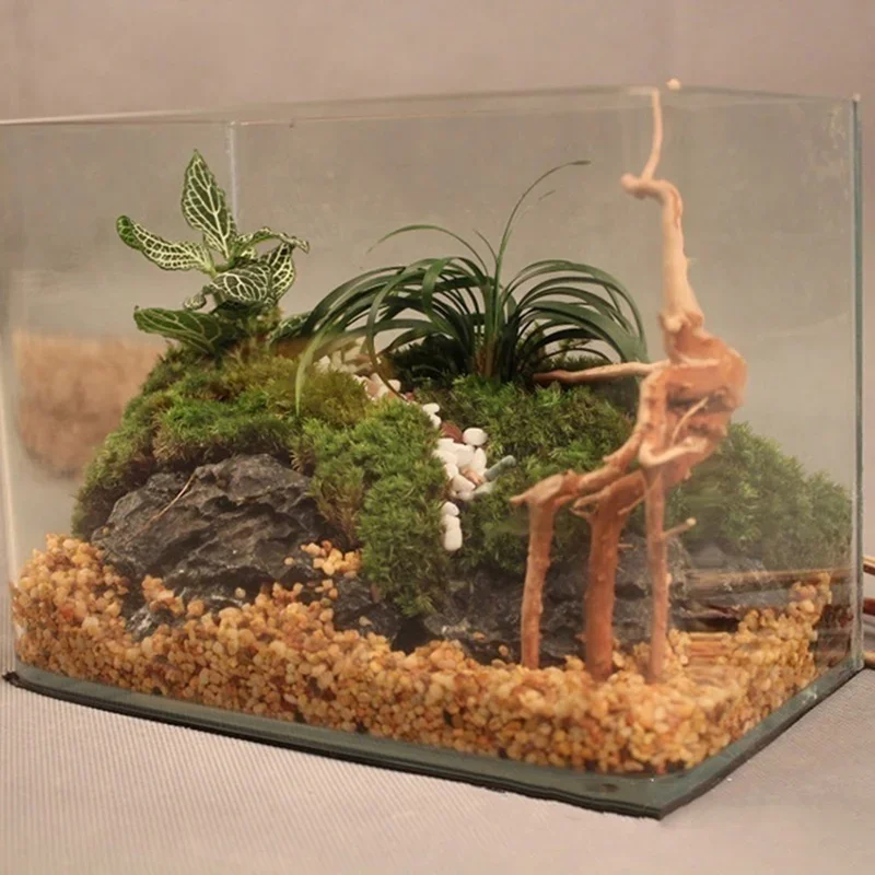 Pohon alami kayu apung akuariu - Aquarium Plant Roots ulasan dan harga