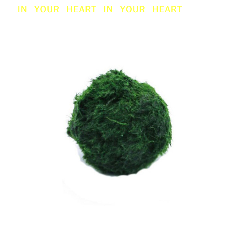 【X】Bola Lumut Marimo 3-4cm, Ta - Planted Aquarium Algae ulasan dan harga