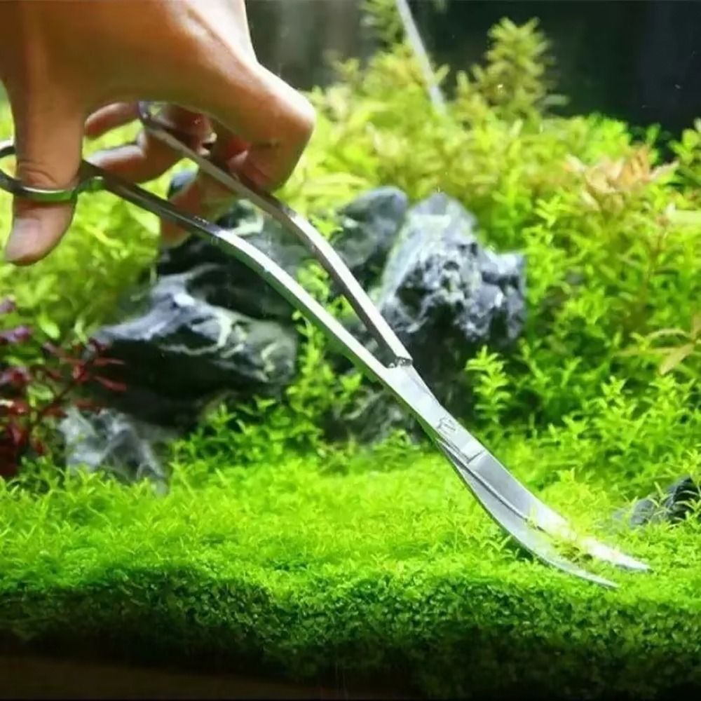1 Buah Gunting Akuarium Baja T - Planted Aquarium Tools ulasan dan harga