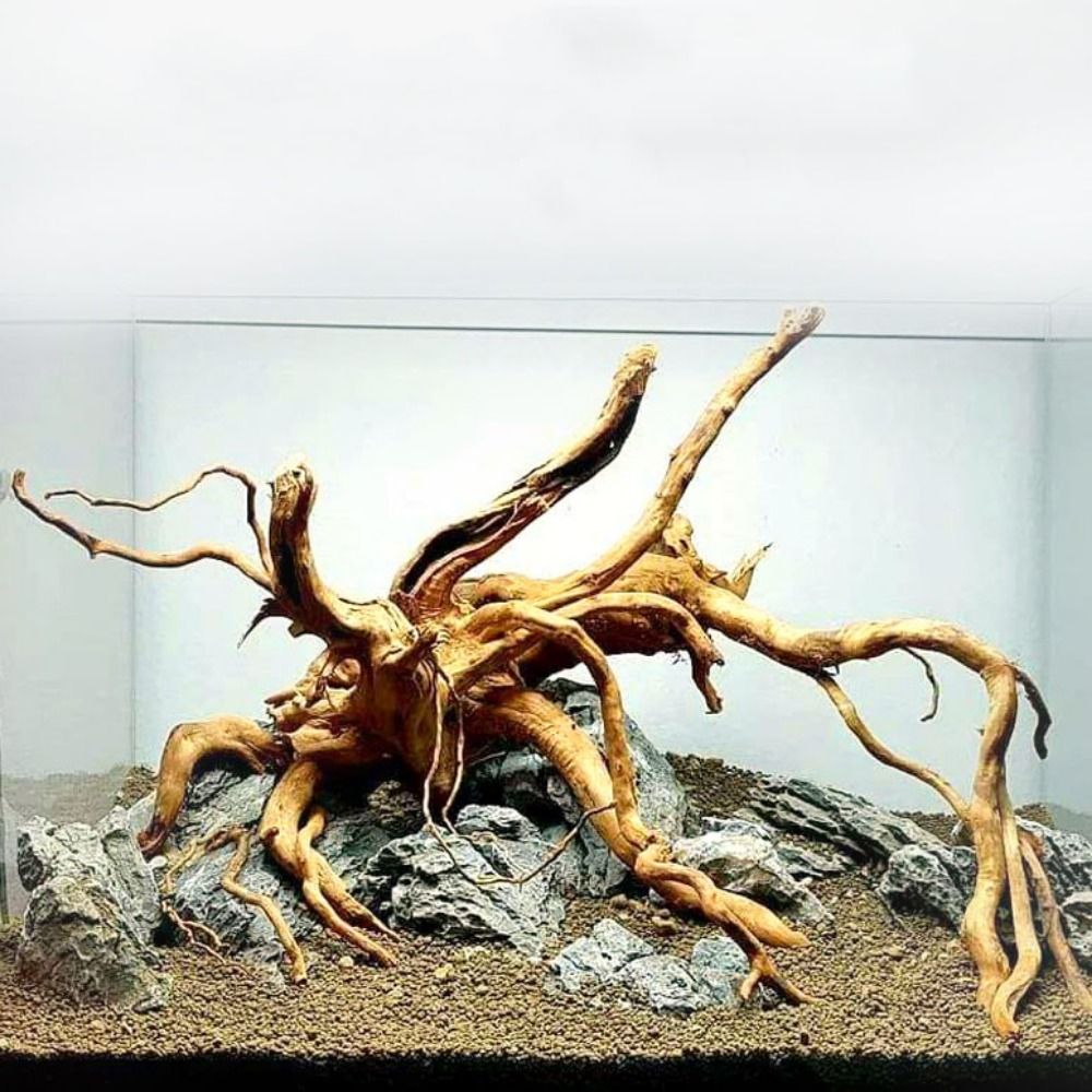 Kayu Apung Akuarium Besar 20-2 - Aquarium Plant Roots ulasan dan harga