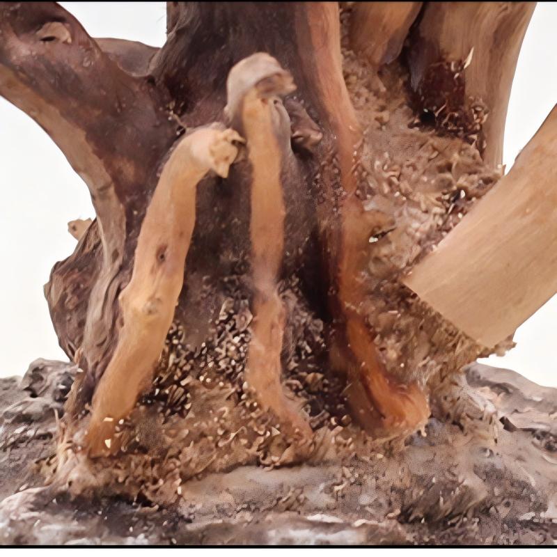 1 Buah Hiasan Kayu Lanskap Aku - Aquarium Plant Roots ulasan dan harga