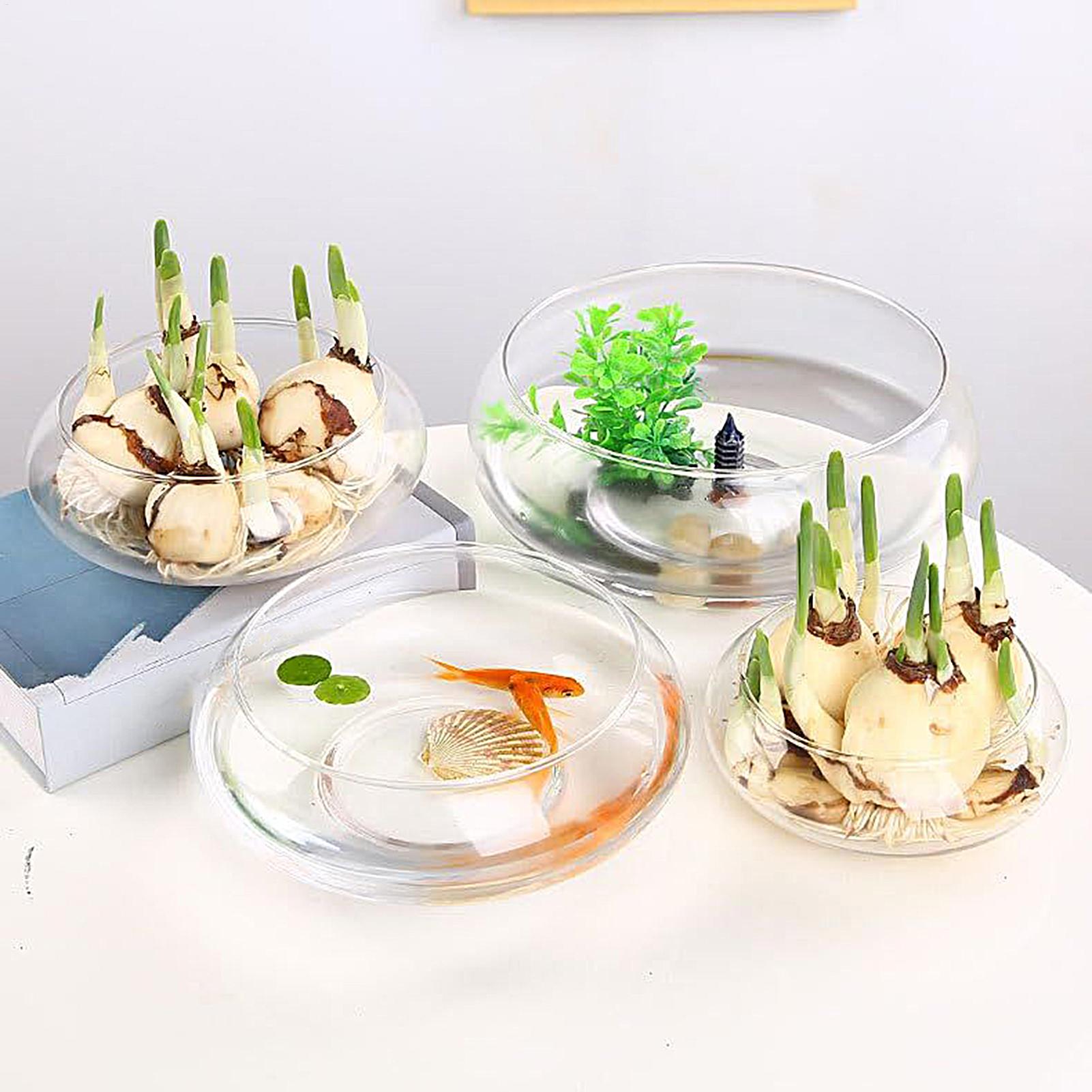 Mangkuk Kaca Ikan Pot Bunga Hi - Planted Aquarium For Goldfish ulasan dan harga