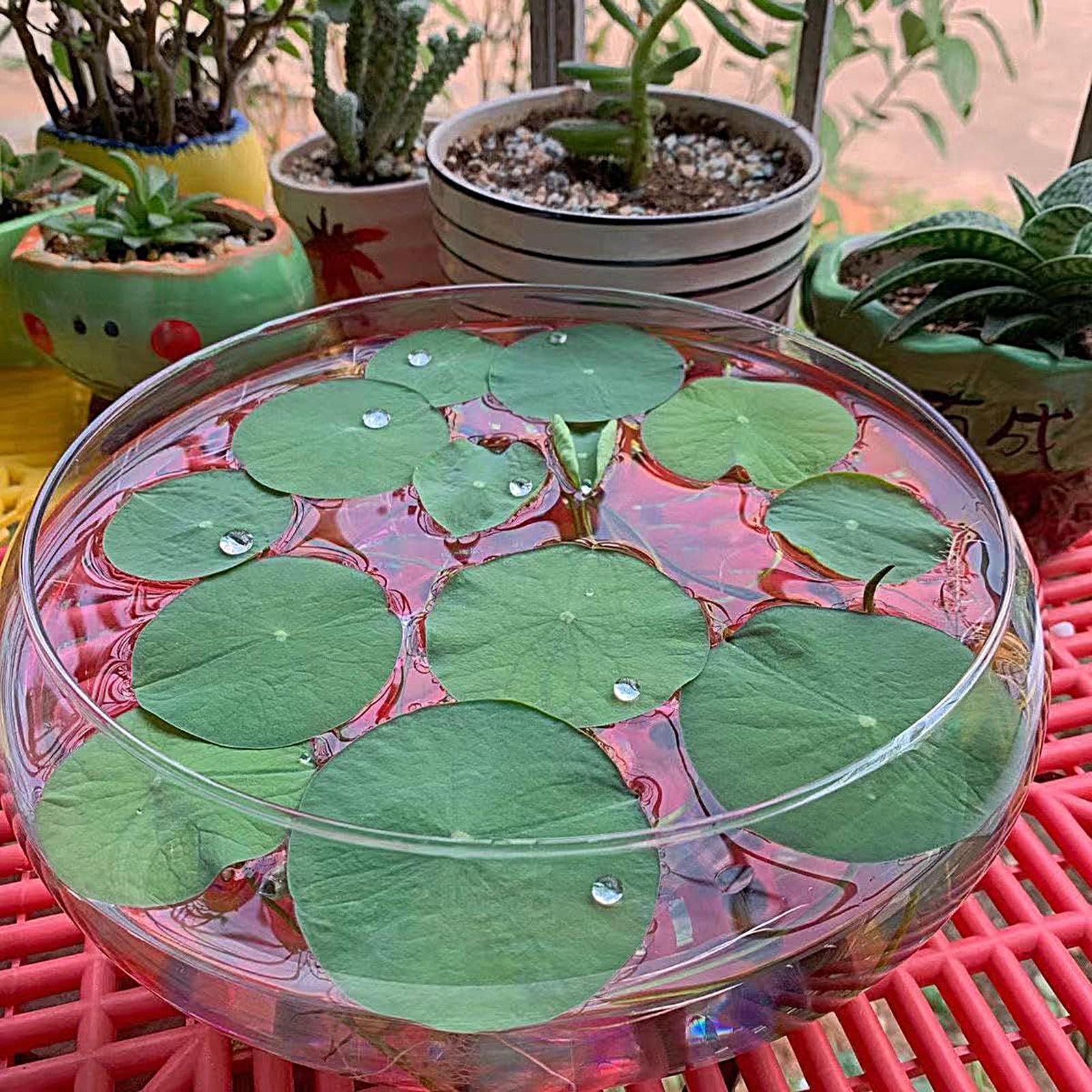 Mangkuk Kaca Ikan Pot Bunga Hi - Planted Aquarium For Goldfish ulasan dan harga