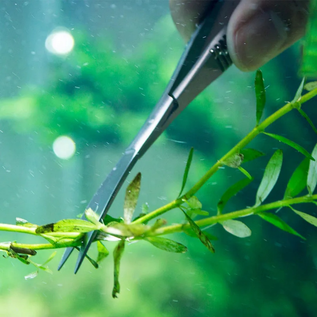 Gunting Pegas Lurus Melengkung - Planted Aquarium Maintenance Kit ulasan dan harga