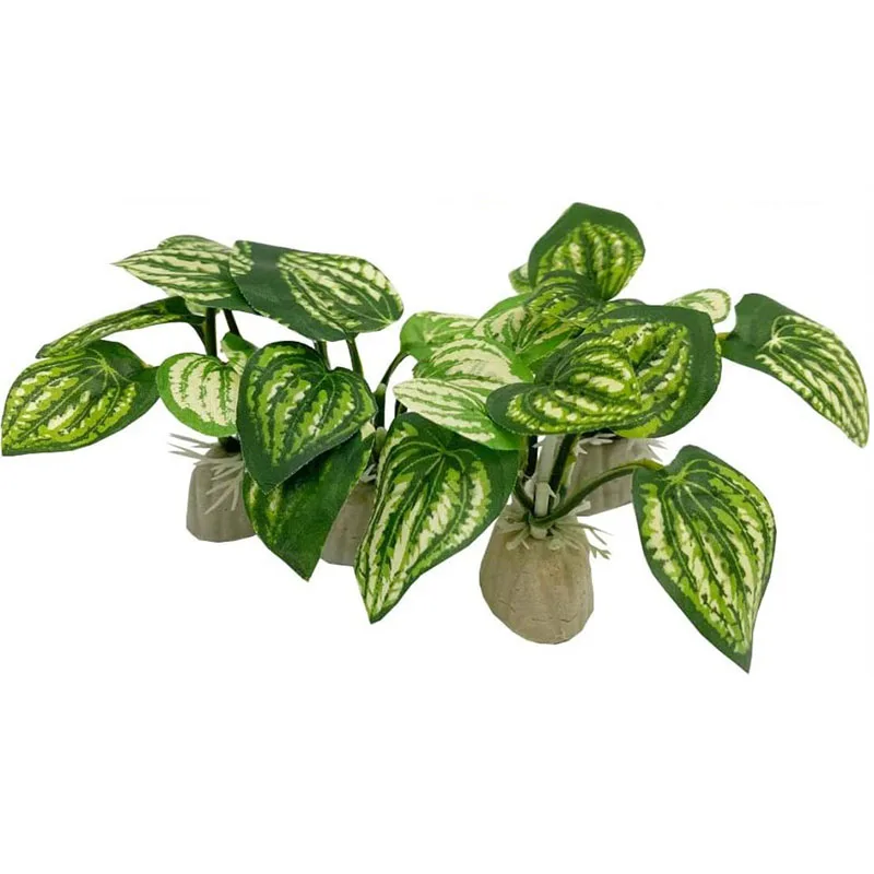 Rumput bawah air kecil akuariu - Aquarium Planted Background ulasan dan harga
